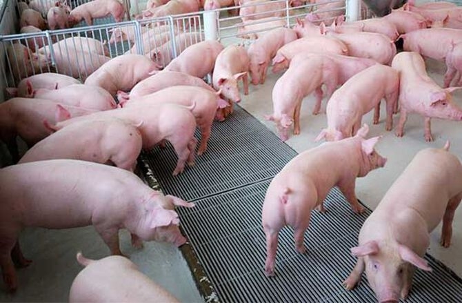 Giá lợn heo hơi hôm nay 27/7: Giảm từ 1.000 - 3.000 đồng/kg