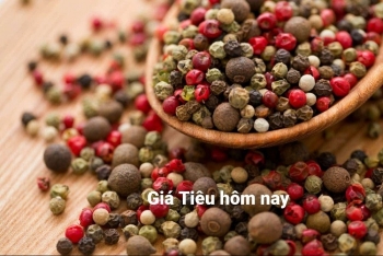 Giá tiêu hôm nay 27/7: Cao nhất 72.500 đồng/kg ở Bà Rịa - Vũng Tàu