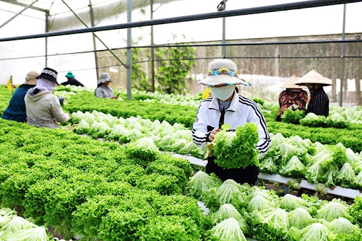 Lâm Đồng: Triển khai nhiều giải pháp thúc đẩy sản xuất, kinh doanh nông sản
