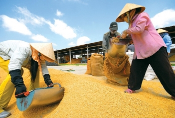 Điểm nghẽn của xuất khẩu lúa gạo