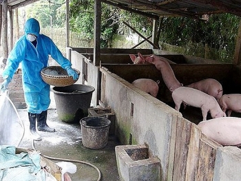 Hà Nội: Dịch tả lợn châu Phi cơ bản đã được khống chế