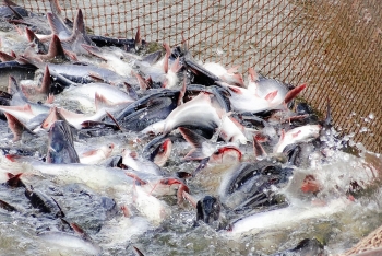 Dịch bệnh Covid-19 khiến giá cá tra lao dốc