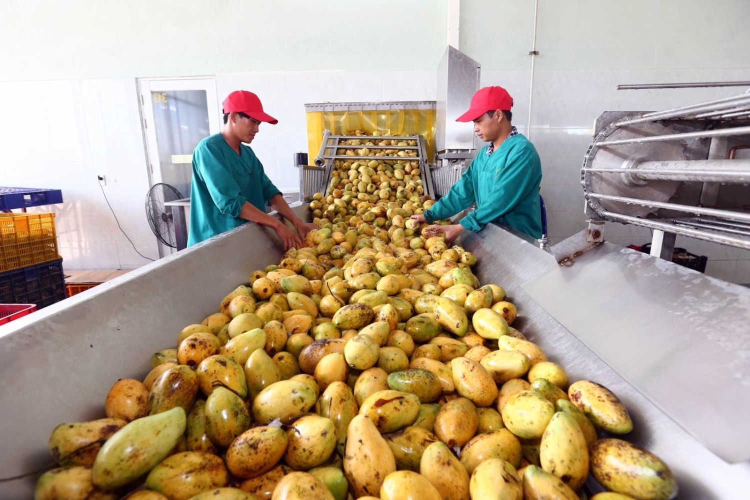 Công nghiệp chế biến là “lối thoát” cho nông sản Việt