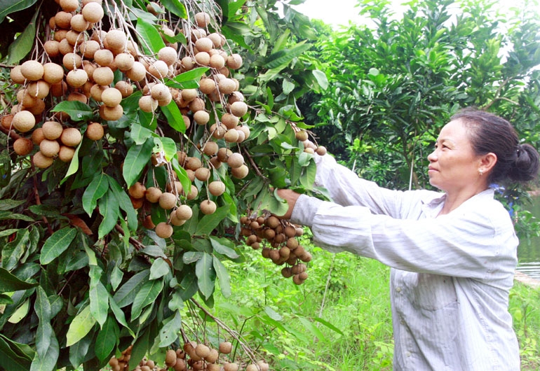 doanh nghiep xuat khau nong san viet tim duong sang hoa ky