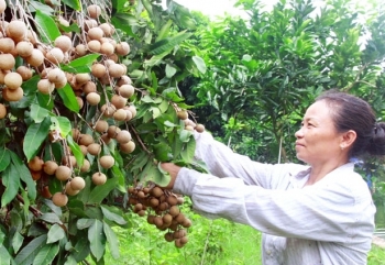 Doanh nghiệp xuất khẩu nông sản Việt tìm đường sang Hoa Kỳ