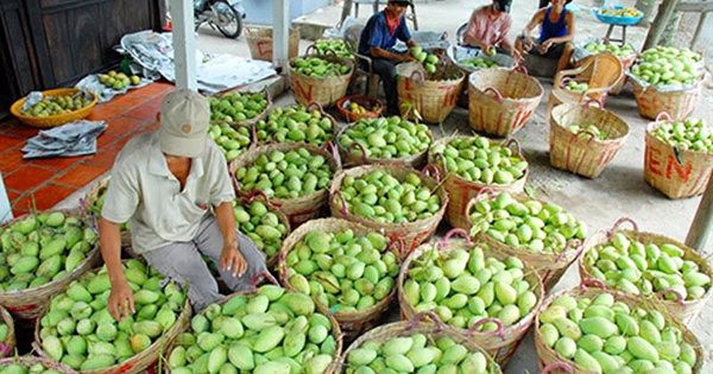 xuat khau rau qua lay lai duoc da tang truong