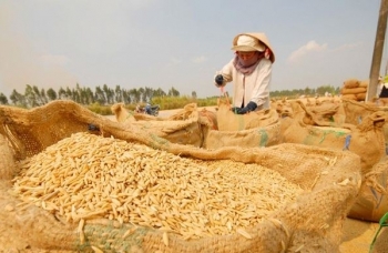 Giá lúa gạo Việt Nam vẫn ở mức cao, nhiều thị trường lớn biến động