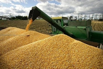 Ngành chăn nuôi chi hàng tỷ USD để nhập khẩu đậu tương, lúa mì, ngô