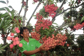 Nhiều trái cây Việt được giá, tự tin về các tiêu chuẩn an toàn