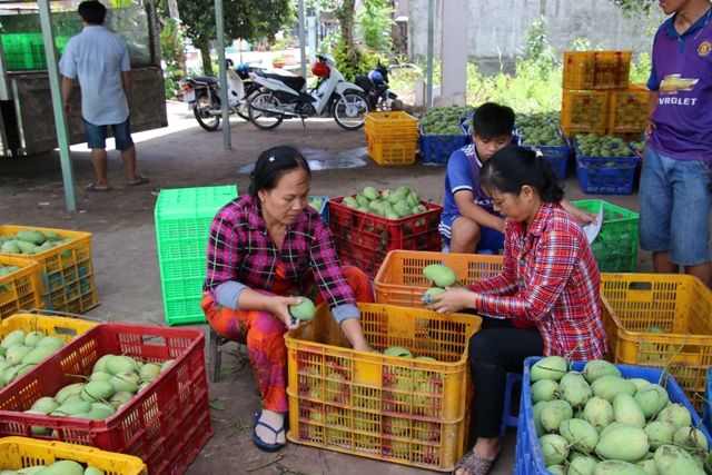 xoai cat chu giam gia 50 vai thanh ha dau mua thuong lai tranh nhau