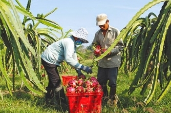 Giá cà phê lao dốc, thanh long khan hàng giá tăng vọt