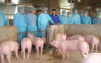 Giá lợn hơi tiếp tục chịu chi phối bởi diễn biến dịch tả lợn châu Phi
