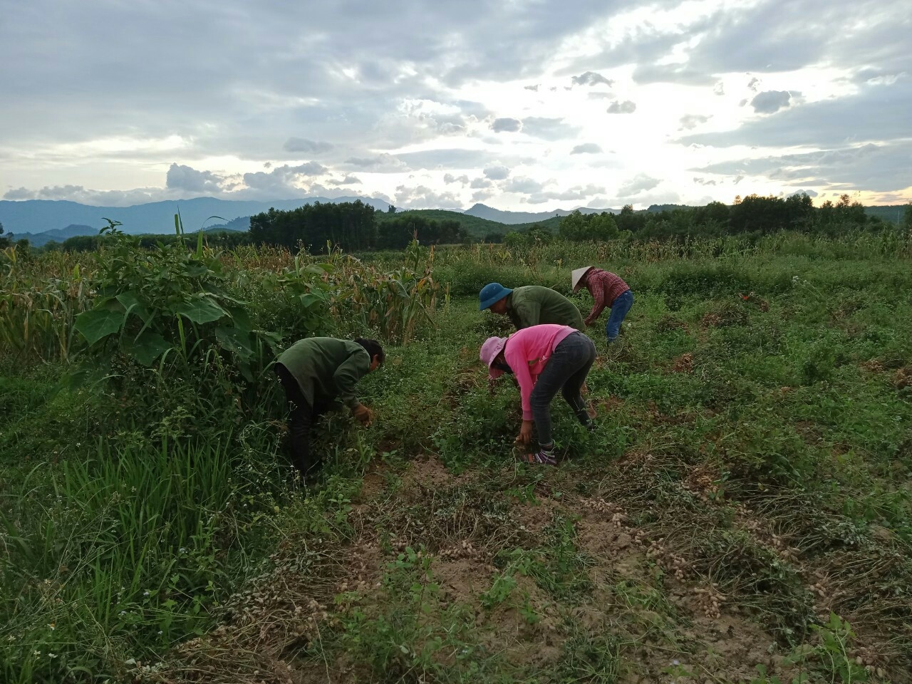 sua luat thue 71 ve phan bon phai de xuat rao riet cap bach hon nua