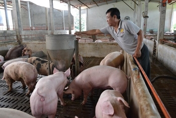 Giá lợn hơi tăng "chóng mặt", nông sản gặp khó tại thị trường Trung Quốc