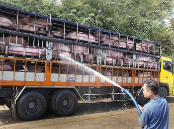 Quy định “cấm vận chuyển lợn” đang làm khó nhiều doanh nghiệp chăn nuôi