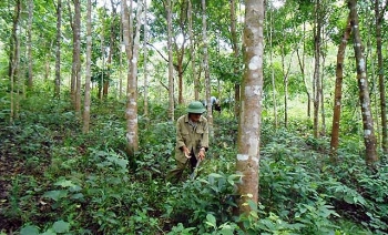 Việt Nam đang đẩy mạnh chuyển hóa rừng kinh doanh gỗ nhỏ sang gỗ lớn