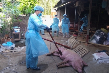 Dịch tả lợn châu Phi: Chủ hộ giữ lợn giống được hỗ trợ 500 nghìn đồng/con