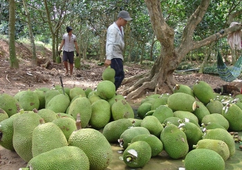 Dân trồng mít Thái “vỡ mộng”, hộ chăn nuôi lợn tiếp tục điêu đứng