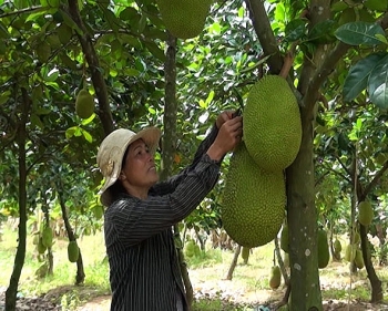 Diện tích trồng mít Thái tăng chóng mặt