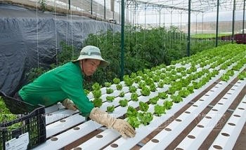 Sản phẩm nông nghiệp công nghệ cao vẫn “kén” khách hàng