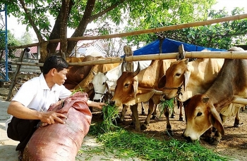 Nhiều vi phạm trong xuất khẩu gia súc sống từ Úc sang Việt Nam