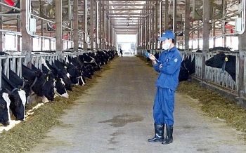 Trang trại chăn nuôi quy mô lớn phải đáp ứng tiêu chuẩn kỹ thuật quốc gia về môi trường