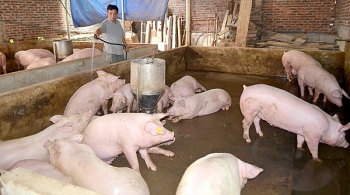 Giá thịt lợn hơi “ấm” lên nhưng người dân vẫn chưa có lãi