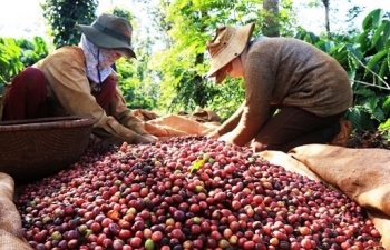 Cơ hội từ EVFTA, cà phê Việt có thể dễ dàng soán ngôi số 1 thế giới?
