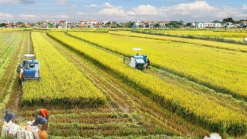 Hà Nội: Nông nghiệp “sống khỏe” nhờ dồn điền đổi thửa