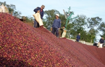 Lô cà phê Việt đầu tiên sang châu Âu theo “con đường” EVFTA