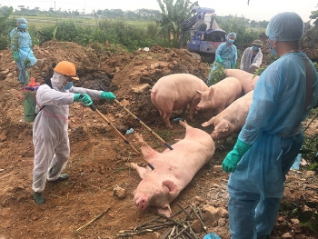 Gần 2.000 tỷ đồng dư nợ bị thiệt hại do ảnh hưởng của dịch tả lợn Châu Phi