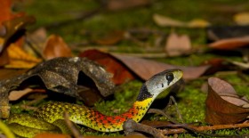 Ngắm vẻ đẹp 'tử thần' của loài rắn bảy màu Việt Nam