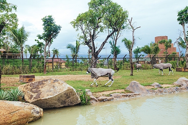 co gi o trong river safari dau tien va duy nhat tai viet nam