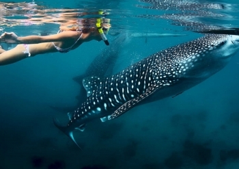 Trải nghiệm bơi cùng cá mập voi tại Philippines hút du khách
