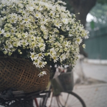 goi y nhung dia diem chup voi cuc hoa mi dep quen sau tai ha noi