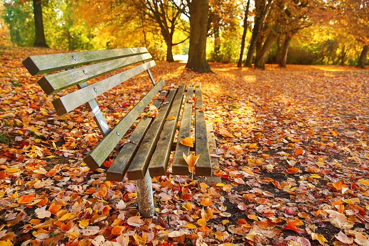 Top 50 hình nền phong cảnh thiên nhiên lãng mạn về mùa thu thơ mộng | Mùa  thu, Phong cảnh, Thiên nhiên