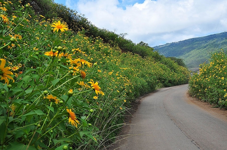 goi y nhung cung duong ngam hoa da quy dep nhat tai thanh pho ngan hoa