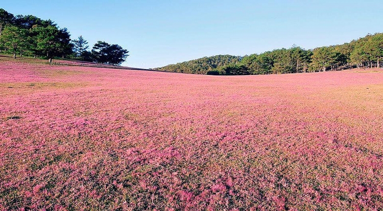 chiem nguong canh dong co hong dep quen sau tai da lat