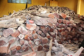 Khánh Hòa: Phát hiện kho gỗ lậu số lượng lớn