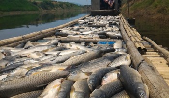 Điểm lại những vụ cá chết hàng loạt ở nước ta