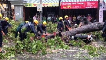 TP HCM: Liên tiếp cây đổ sau mưa, đè trúng người đi đường