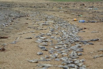 Quảng Nam: Nguyên nhân cá chết hàng loạt ở hồ thủy lợi
