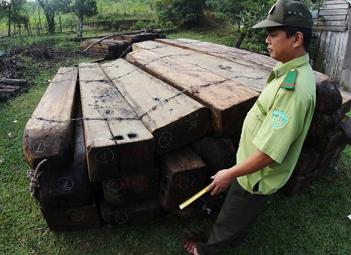 Khởi tố vụ án để truy tìm nhưng kẻ bảo kê cho lâm tặc phá rừng lớn nhất từ trước tới nay ở Đà Nẵng