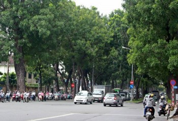 TP HCM: Di dời cây xanh trên đường Tôn Đức Thắng