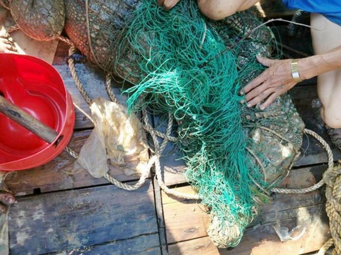 Bắt được cá sấu 70kg trên sông Soài Rạp