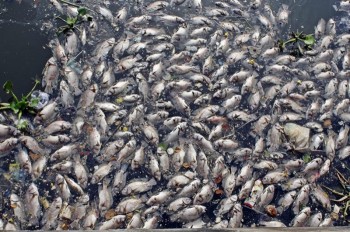 Cá chết nổi trắng kênh Nhiêu Lộc – Thị Nghè