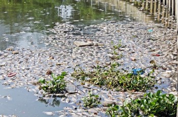 [Chùm ảnh] Cá chết dày đặc trên kênh Nhiêu Lộc - Thị Nghè