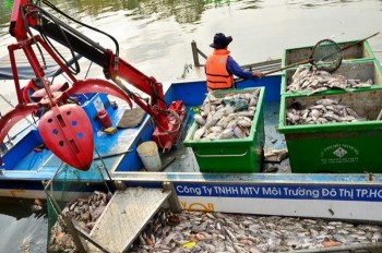 Vớt 14 tấn cá chết trên kênh Nhiêu Lộc - Thị Nghè