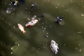 Điểm lại những vụ cá chết trên kênh Nhiêu Lộc - Thị Nghè