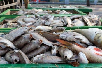 Vớt được 70 tấn cá chết trên kênh Nhiêu Lộc - Thị Nghè